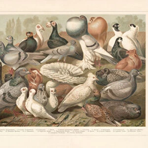 Pigeons, chromolithograph, published in 1897