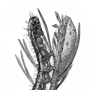 Pine moth in caterpillar state (Gastropacha pini)