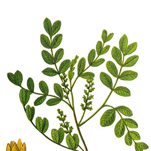 Pistacia lentiscus (mastic)