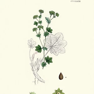 Plants, Alchemilla vulgaris, common ladys mantle, 19th Century print