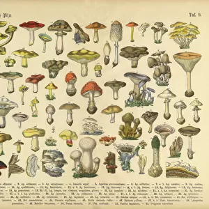 Botanical Illustrations Framed Print Collection: Book of Practical Botany