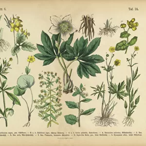 Botanical illustrations Photo Mug Collection: Nature-inspired artwork
