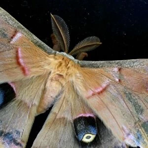 Polyphemus moth on a black background