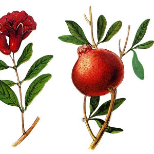The pomegranate (Punica granatum)