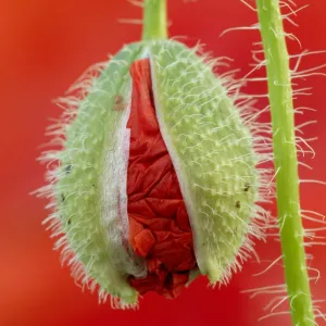 Poppy (Papaver) bud before blooming