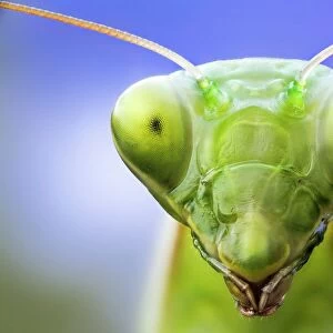 Insects Collection: Praying Mantis