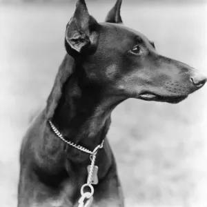 Profile portrait of Doberman Pinscher outdoors