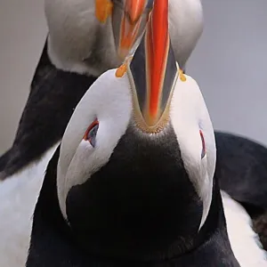 Beautiful Bird Species Premium Framed Print Collection: Fascinating Puffins