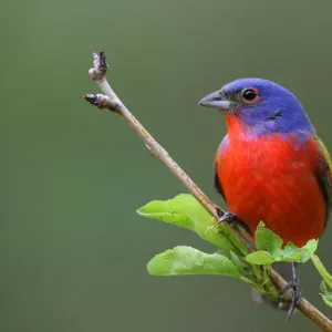 Rainbow boy (Painted Bunting)