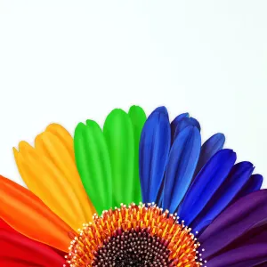 Rainbow Daisy