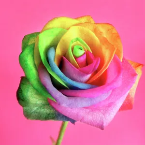 Rainbow rose