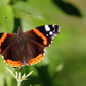 Red Admiral (Vanessa atalanta) on a plant, sunbathing