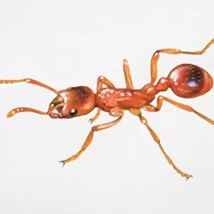 Red ant, Myrmica molesta, close up