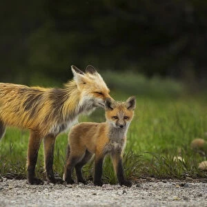 Red Fox Vixen and Kit