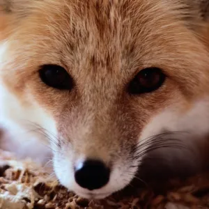 Red fox (Vulpes vulpes), CLOSE-UP