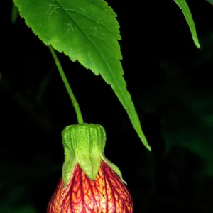 Redvein Abutilon -Abutilon pictum-, Tandayapa region, Andean cloud forest, Ecuador, South America