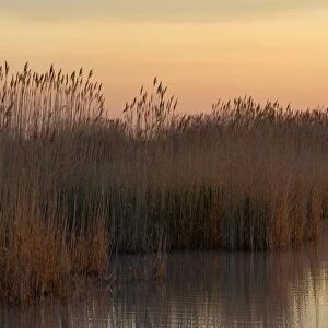 Reeds in the morning light at Darscho-Lacke or Warmsee Lake, Seewinkel, Apetlon, Burgenland, Austria
