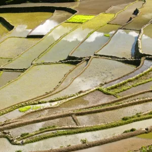 Rice terrace reflections in Batad, Banaue