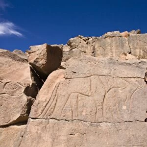 Rock engravings in the Wadi Mathendous, giraffe, Wadi Barjuj, stone desert, Libya, Sahara, North Africa, Africa