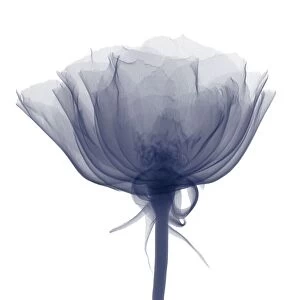 Rose (Rosa sp. ), X-ray