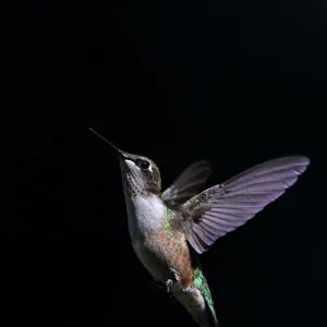 Ruby-Throated Hummingbird