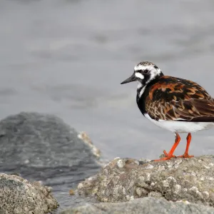 Ruddy Turnstone -Arenaria interpres- in breeding plumage standing on a moss-covered stone on the beach, Neuwerk Island near Cuxhaven, Hamburg Wadden Sea, Germany, Europe