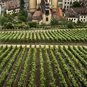 Saint Burkard Catholic Church and vineyard, Wurzburg, Bavaria, Germany