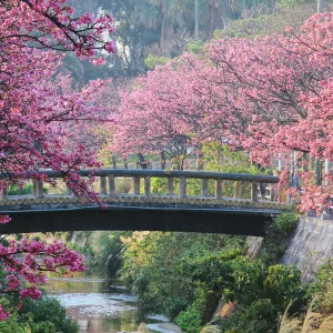 Sakura in Okinawa