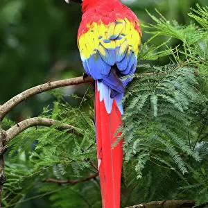 Scarlet Macaw - Costa Rica