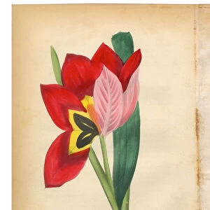 Scarlet Tulip Victorian Botanical Illustration