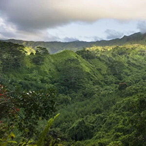 Scenic forest view on Kuilau Ridge Hiking Trail, Kauai, Hawaii, USA