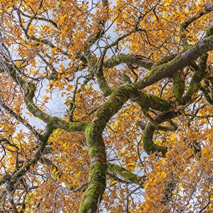 Scottish forest close up of branch in Autumn