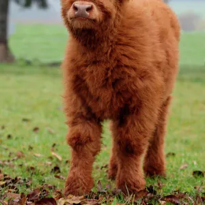 Scottish Highland cattle -Bos primigenius f. taurus- calf, Allgaeu, Bavaria, Germany, Europe