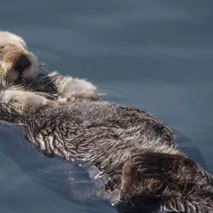 sea otter, otter, sleeping, floating, animal wildlife, close up, endangered species