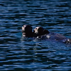 Sea Otters, Glacier Nat l Park, Alaska