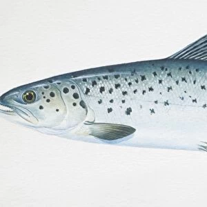 R Gallery: Rainbow Trout