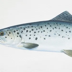 Sea Trout, Salmo trutta, side view