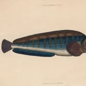 W Collection: Wolffish