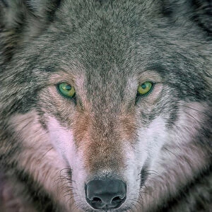 Nature & Wildlife Premium Framed Print Collection: Grey Wolf
