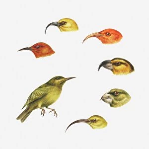 Finches Collection: Maui Parrotbill