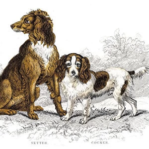 Setter and cocker engraving