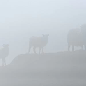 Sheep in fog, Faroe Islands, Denmark