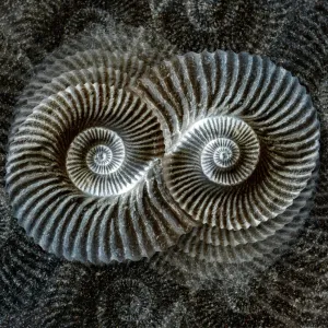 Shell fossil collage