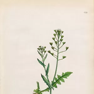 Shepherdas Purse, Capsella Bursa-pastoris, Victorian Botanical Illustration, 1863