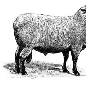 Shropshire sheep