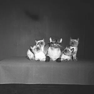 Siamese cat family, looking up, (B&W)