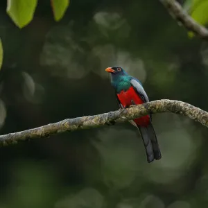 Trogons Gallery: Slaty Tailed Trogon