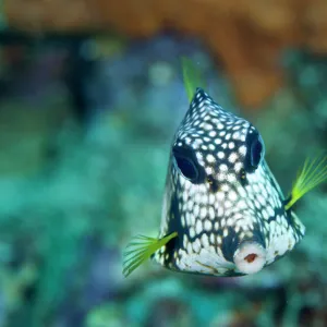 T Jigsaw Puzzle Collection: Trunkfish