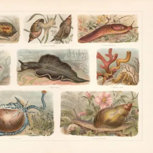 Snails (Gastropoda), chromolithograph, published in 1897