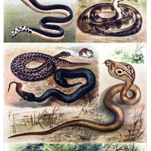 Coral Snake Pillow Collection: Related Images